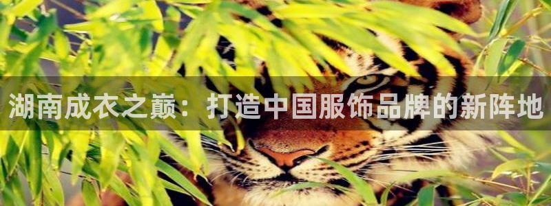 天辰娱乐61116